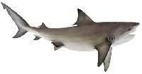 Freshwater Shark Fish