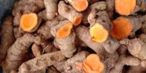 Fresh Raw Turmeric Finger