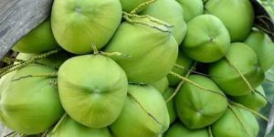 Green Tender Coconut