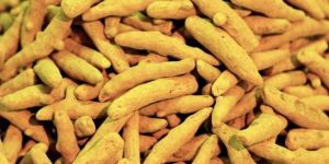 Natural Dried Turmeric Finger