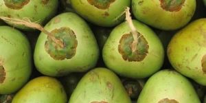 Natural Tender Coconut