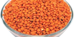 Whole Red Lentils