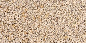 Psyllium Seeds