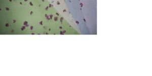 Flower Mottle Handmade Paper