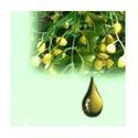 Neem Oil