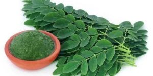 Moringa Leaf Extract