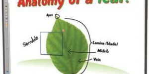 SMART Interactive Whiteboard