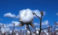 Textile Raw Material