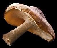 Shiitake Mushroom