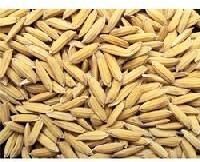 Hybrid Rice Seed