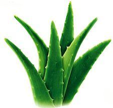 Aloevera Skin Gel
