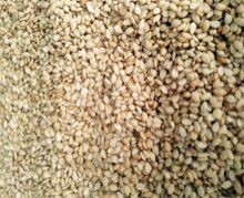 Roasted Sesame Seeds