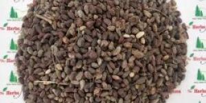 Neem Seed