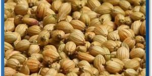 Bishop Seed