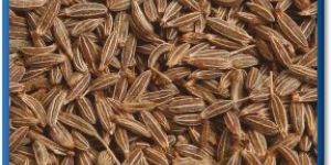Cumin