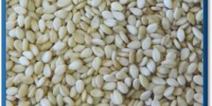 Natural Sesame Seed