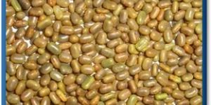 Sesbania Seed