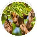 Tamarind Kernel Powder