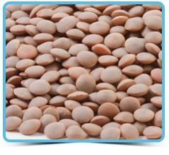 Lentils