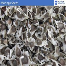 Moringa Seeds