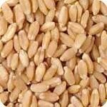 Wheat