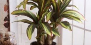Artificial Calathea Bonsai Plant