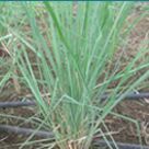 RRL-CN-5 Grass