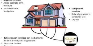 Termite Pest Control Service