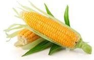 Yellow Maize