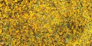 Cassia Auriculata Flower