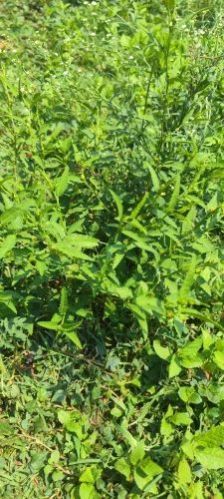 Dried Bala Sida Cordifolia