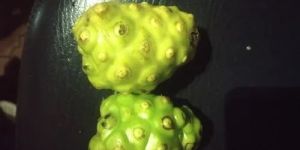 Fresh Morinda Citrifolia