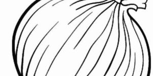 White Onion