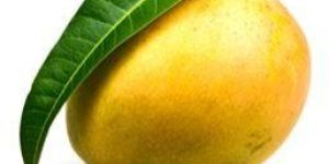 Mango Puree/ Pulp
