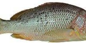 Red Snapper