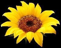 SUN FLOWER