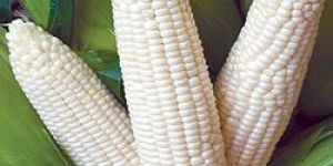 White Maizes