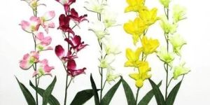 Dendrobium Orchid Plant