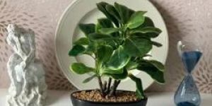 Fiddle Leaf Fig Plant