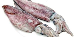 Fresh Squid Fish