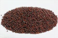 Brown Mustard Seeds