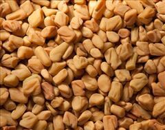 Fenugreek Seed