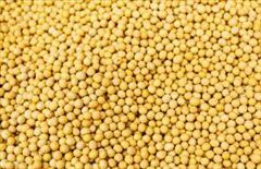 Yellow Mustard Seeds