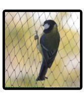 Anti Bird Net