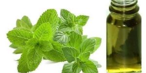Catnip Oil