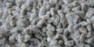 Cotton Seed