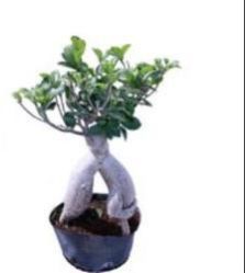 Ficus Microcarpa Bonsai Plants
