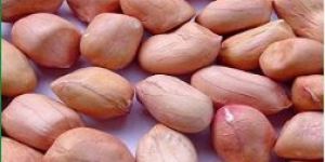 Groundnut Kernels Bold/Java