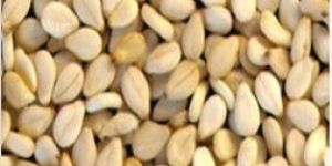 Natural White Sesame Seeds