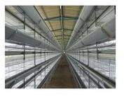 Layer Battery Cage